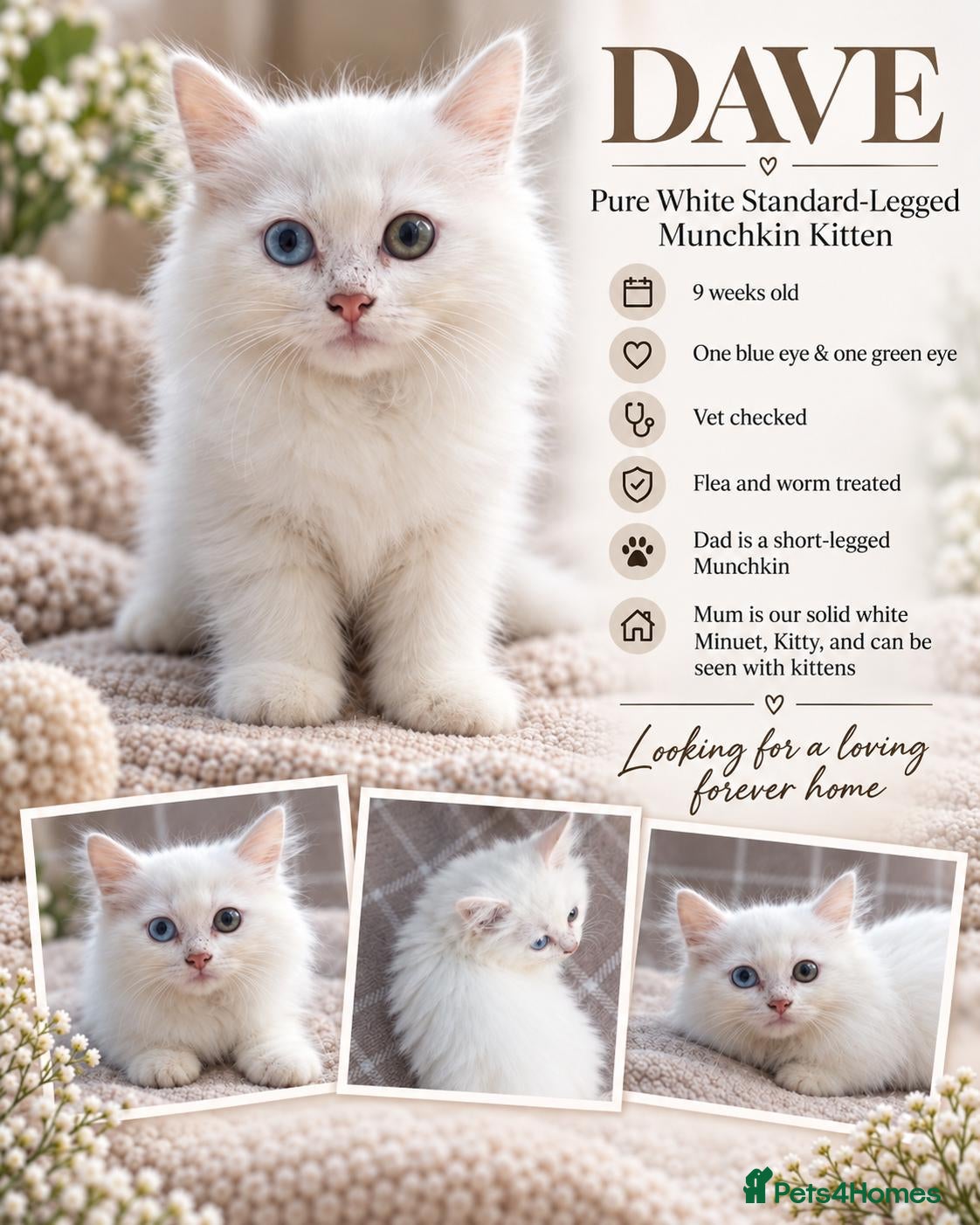 Munchkin cats Beautiful Munchkin Kittens – TICA Registered Dad - Advert 1