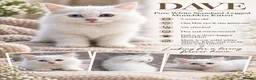 Munchkin cats for sale: Beautiful Munchkin Kittens – TICA Registered Dad - Advert 1