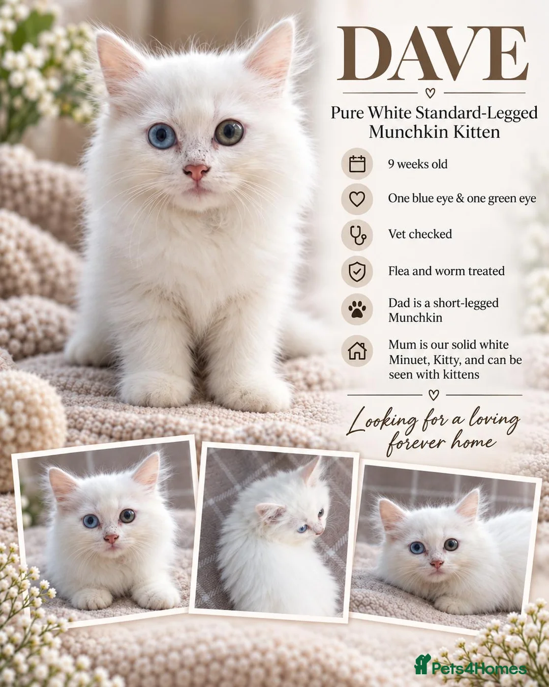 Munchkin cats for sale: Beautiful Munchkin Kittens – TICA Registered Dad - Advert 1