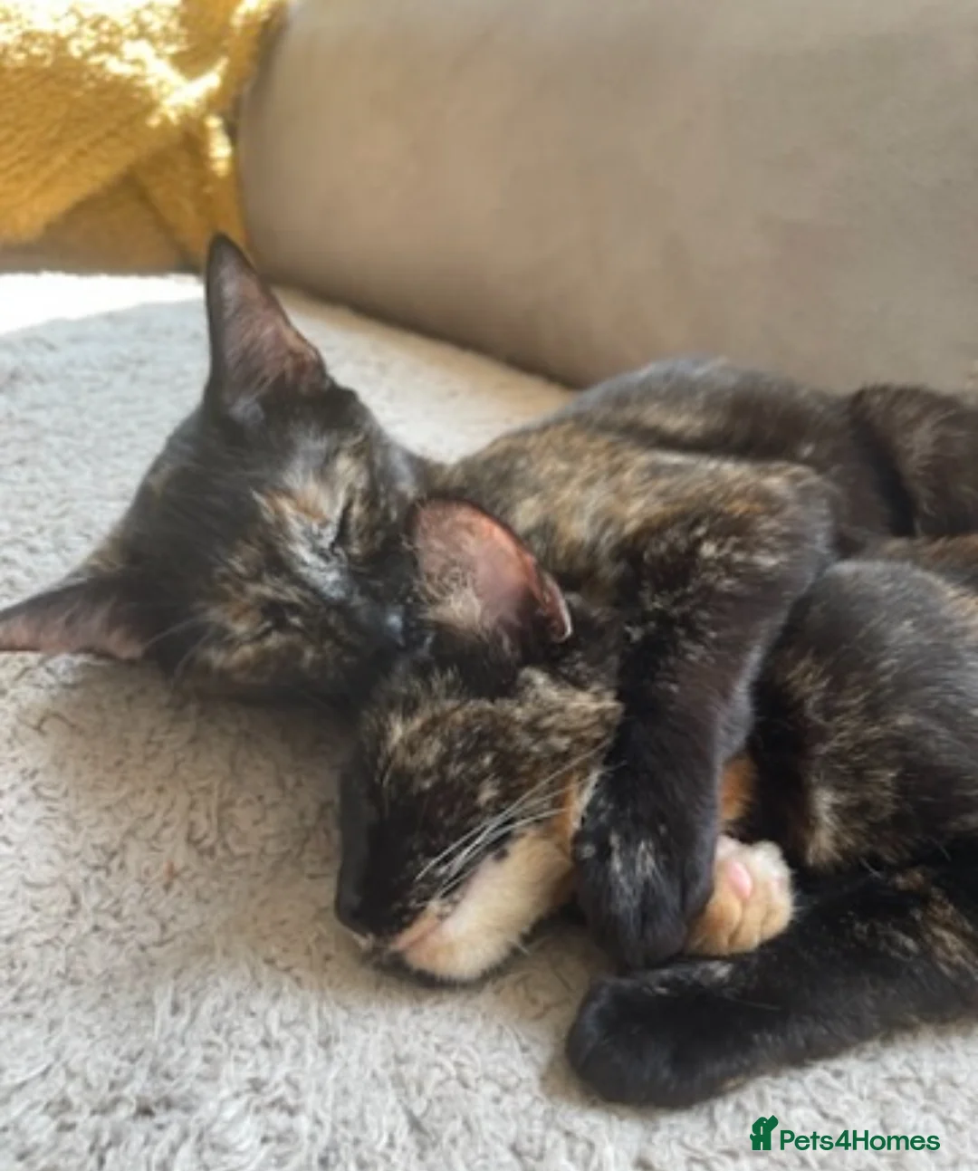 Mixed Breed cats for sale: 2 Tortoise shell female cats  - Advert 2