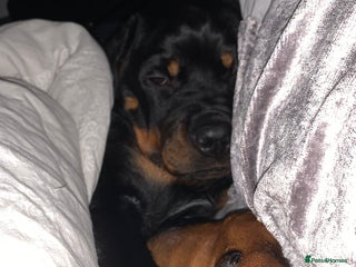 Rottweiler dogs for sale: 22 Week old female Rottweiler - Advert 1
