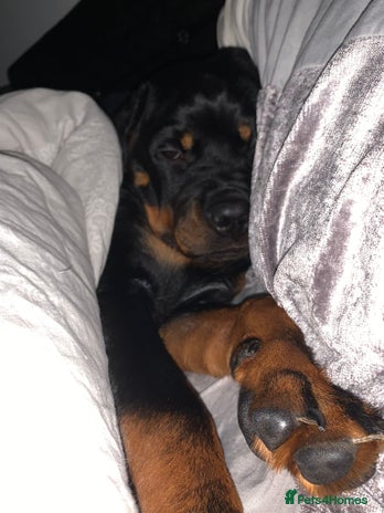 Rottweiler dogs 22 Week old female Rottweiler - Advert 2