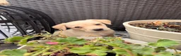 Goldador dogs for sale: Golden Retriever X KC Labrador Retriever - Advert 1