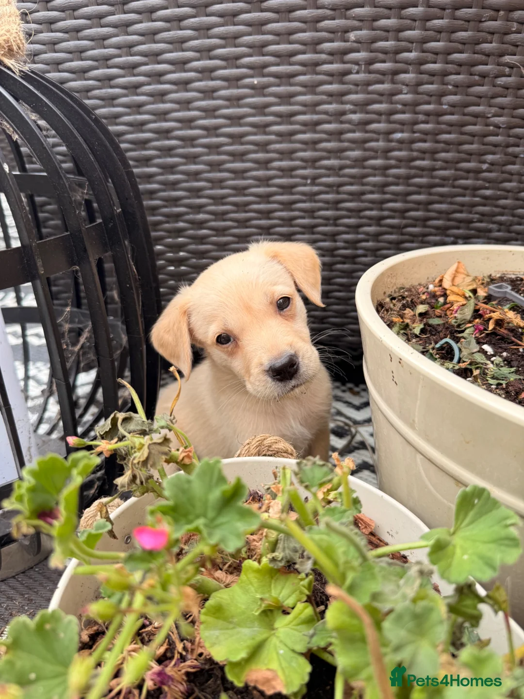 Goldador dogs for sale: Golden Retriever X KC Labrador Retriever - Advert 1