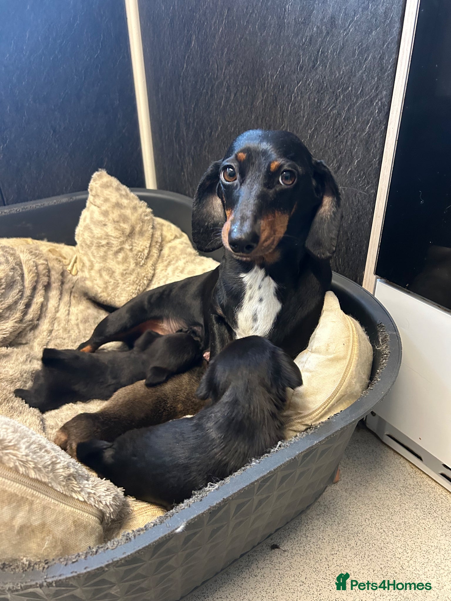 Mixed Breed dogs Dameranians - Advert 3