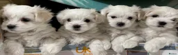 Maltese dogs for stud: Kc registered health tested stud proven - Advert 21