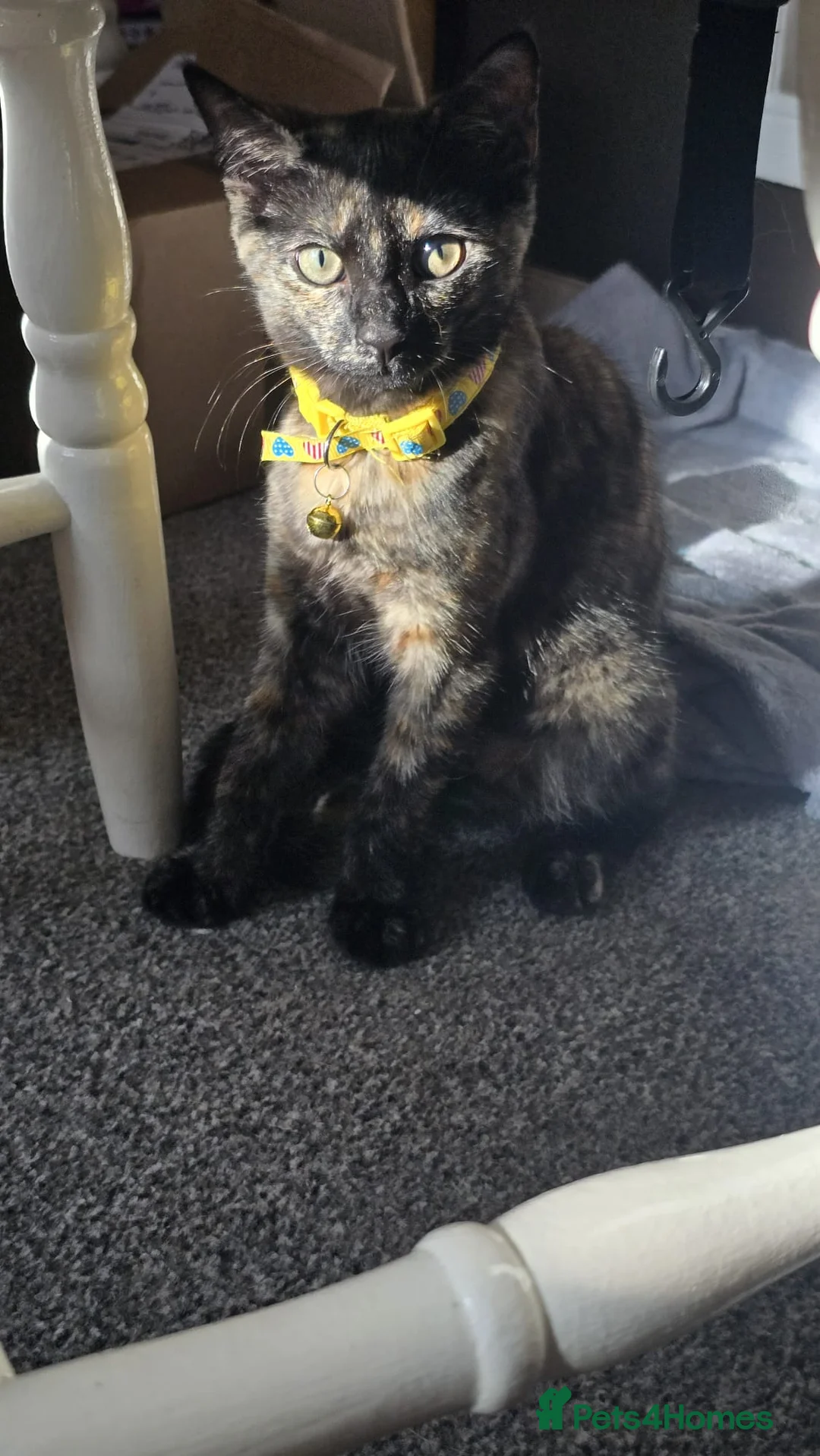 Mixed Breed cats for sale: 4-5month female kitten in Bexleyheath - Advert 1