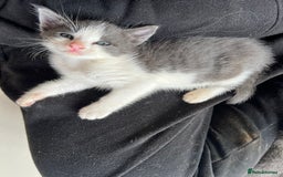 British Shorthair cats for sale: Stunning blue kittens  - Image 7