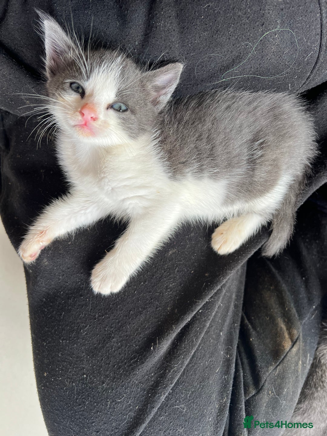 British Shorthair cats for sale: Stunning blue kittens  - Image 7