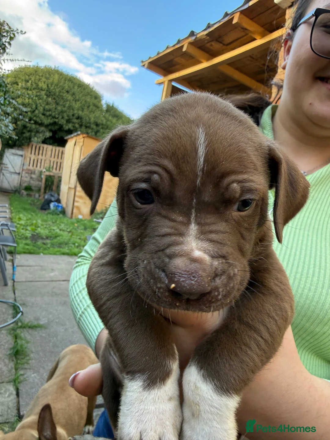 Mixed Breed dogs for sale: Bully manya pupy  - Advert 2