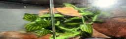 Gecko reptiles for sale: Crested gecko with full set up  - Advert 2