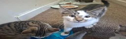 Mixed Breed cats for sale: Mix breed kittens readdy to go  in Birmingham - Advert 6