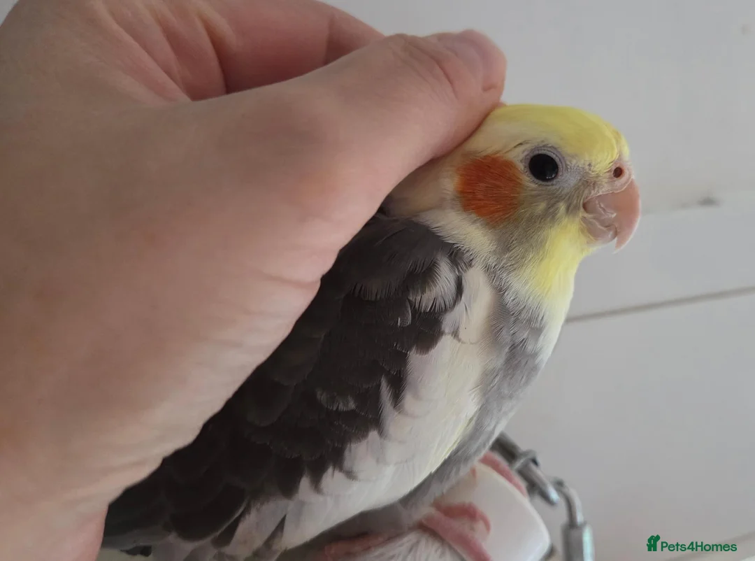 Cockatiels birds for sale: 2 Hand tame baby cockatiels available.  - Advert 2