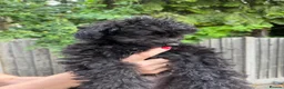 Toy Poodle dogs for sale: Asian Toy Poodle Puppies – Only 2 Available 🐩✨ - Advert 12