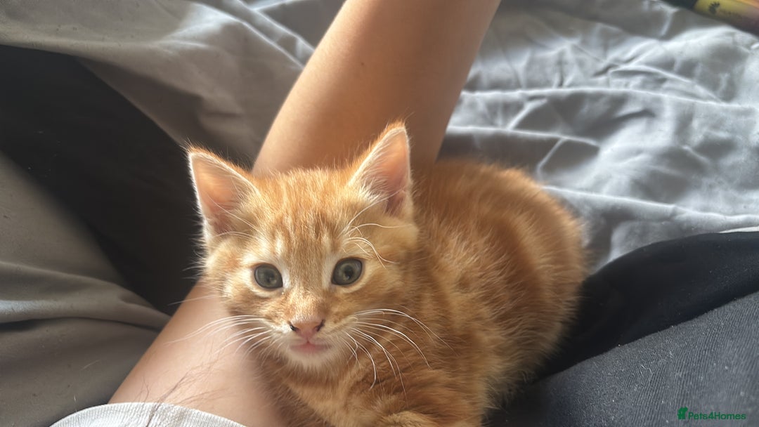 Mixed Breed cats for sale: Kittens  - Image 2