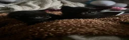 Mixed Breed cats for sale: 2 beautiful black male kittens in Swindon - Advert 5