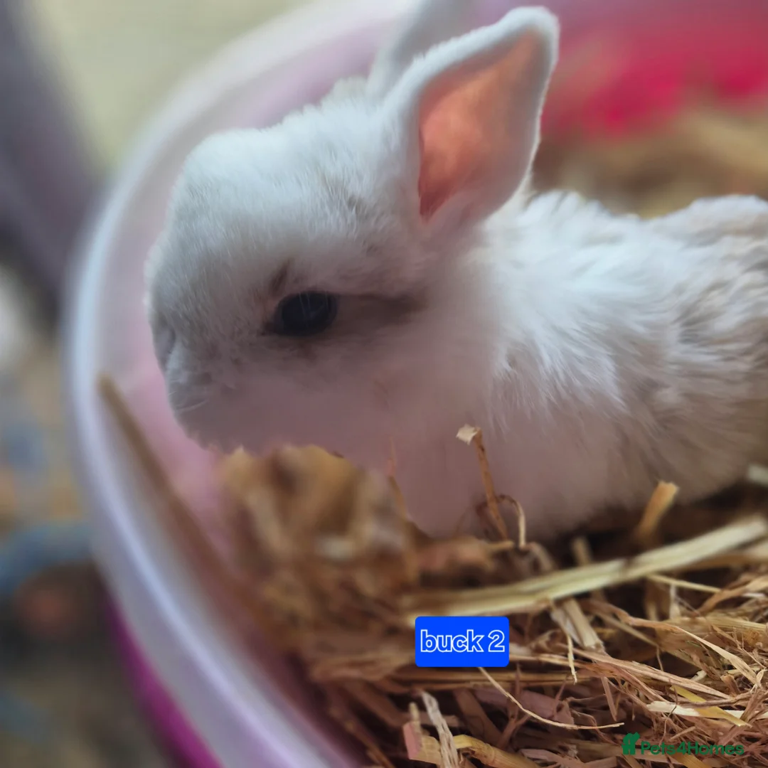 Mini Lop rabbits for sale: Beautiful mini lop x Rhinelander kits ready April - Advert 14