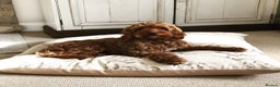 Cockapoo dogs for stud: STUD Red F1Cockerpoo in Matlock - Advert 1