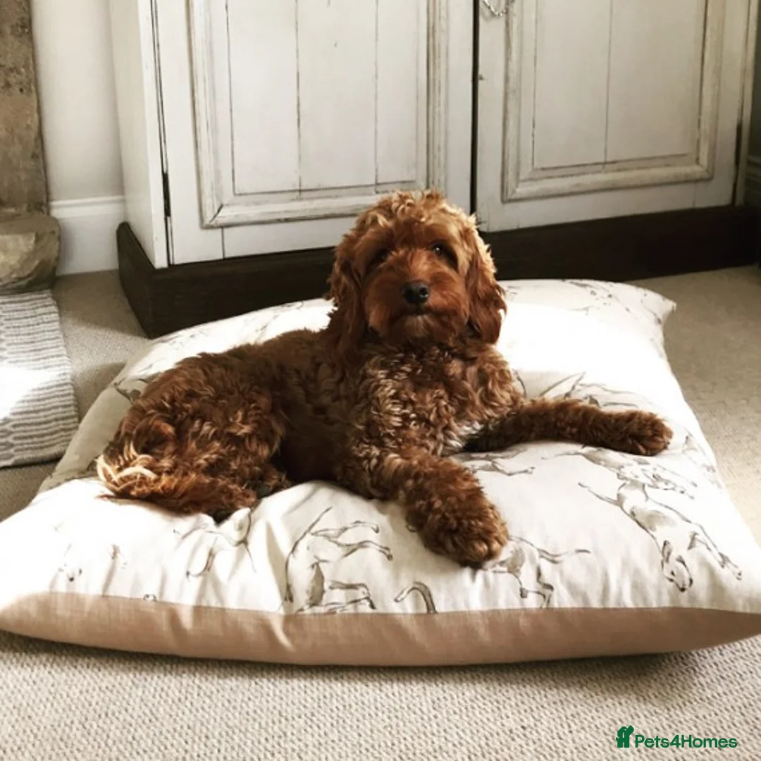 Cockapoo dogs for stud: STUD Red F1Cockerpoo in Matlock - Advert 1
