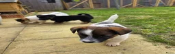 Mixed Breed dogs for sale: Jack Russell cross puppies in Chichester - Advert 3