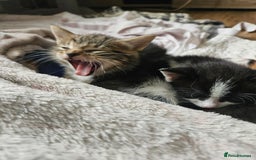 Mixed Breed cats for sale: Kittens are looking for homes  - Image 2