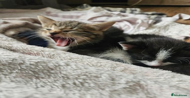 Mixed Breed cats - Advert 4