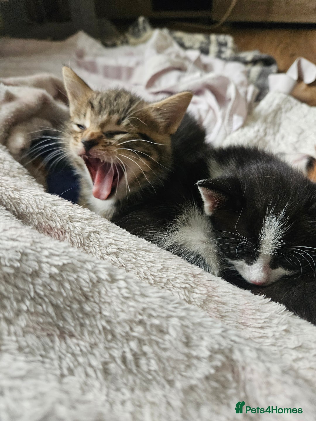 Mixed Breed cats for sale: Kittens are looking for homes  - Image 2