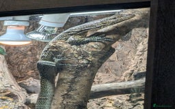 Monitor reptiles for sale: Varanus doreanus  blue tailed monitor  - Image 1