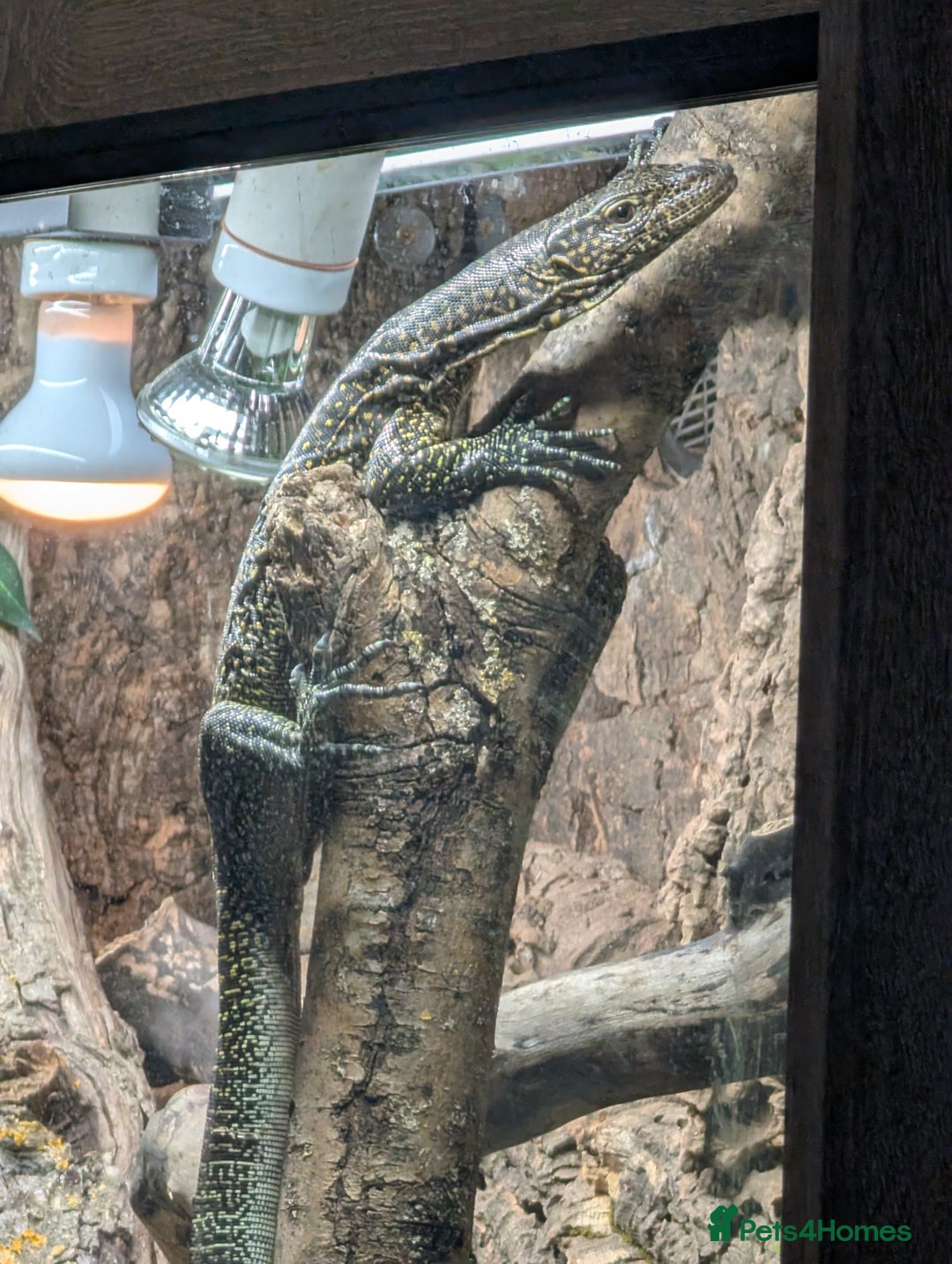 Monitor reptiles for sale: Varanus doreanus  blue tailed monitor  - Image 1