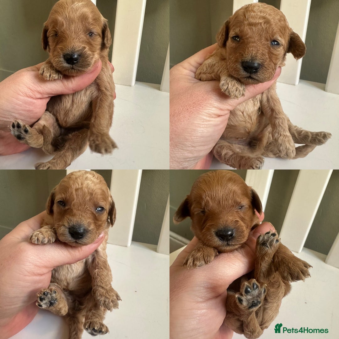 Goldendoodle dogs for sale: Miniature Goldendoodles - Ready Mid December  - Advert 17