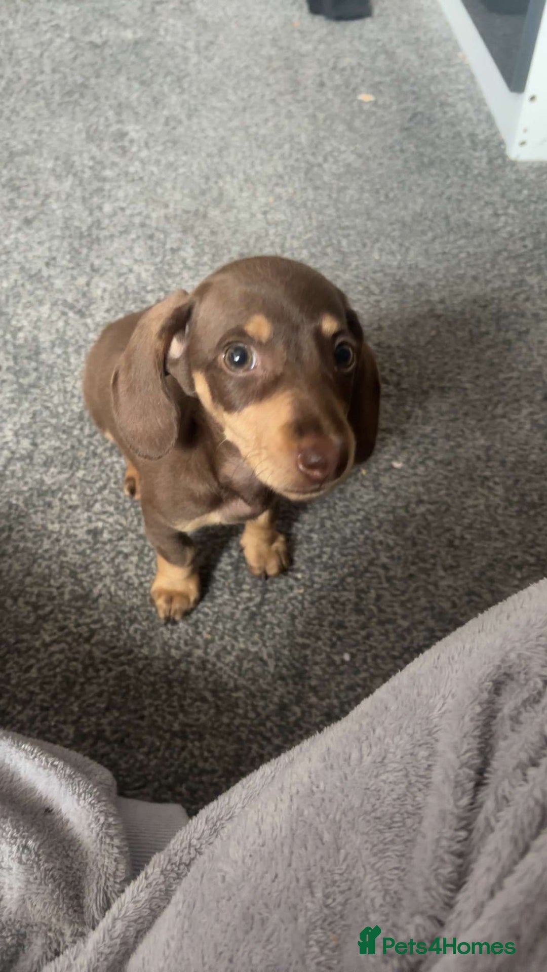 Miniature Dachshund dogs for sale: Male Miniature dachshund - Image 3