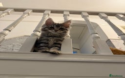 Maine Coon cats for sale: Maine coon kittens GCCF registered READY NOW  - Image 6