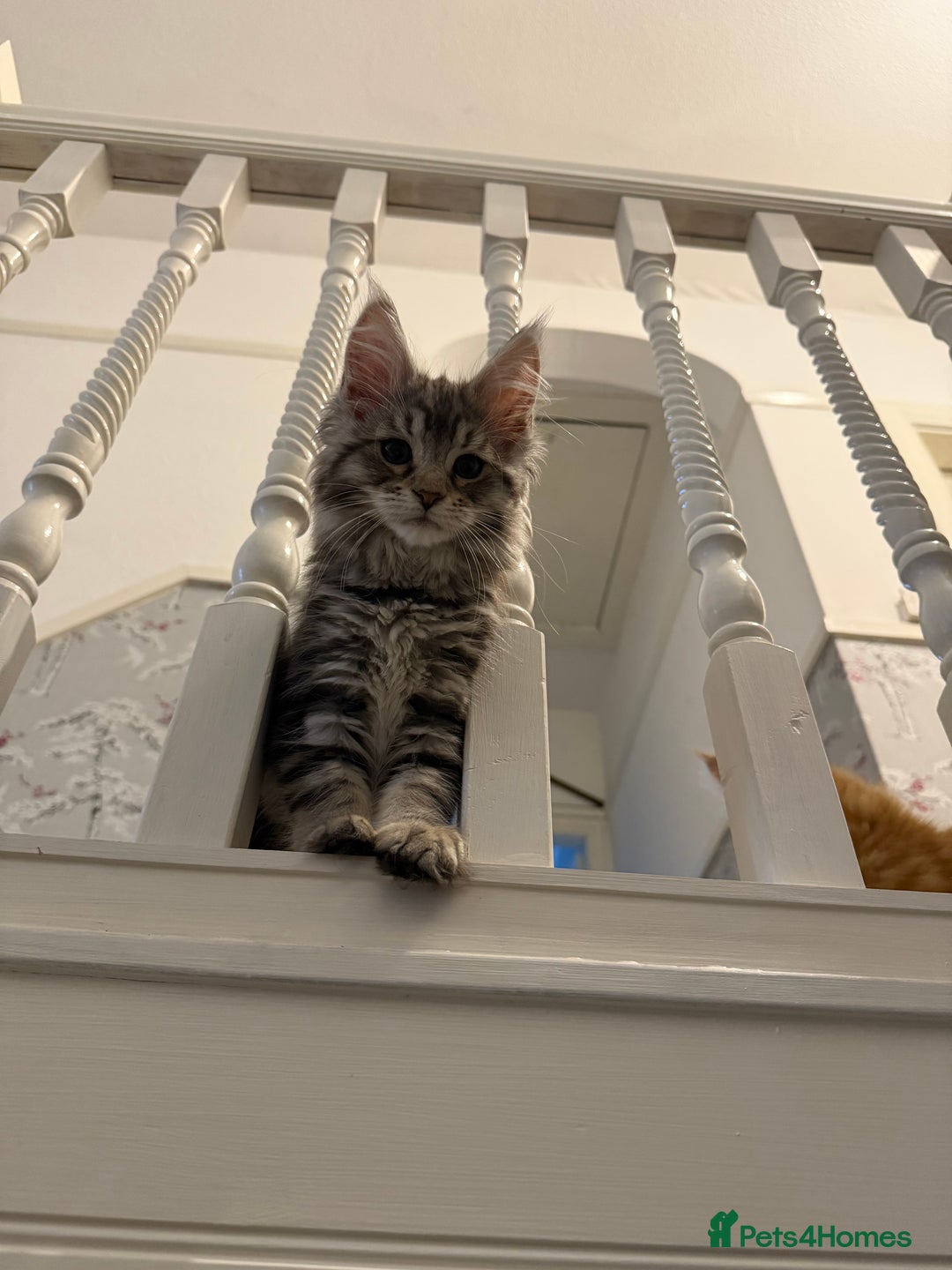 Maine Coon cats for sale: Maine coon kittens GCCF registered READY NOW  - Image 6