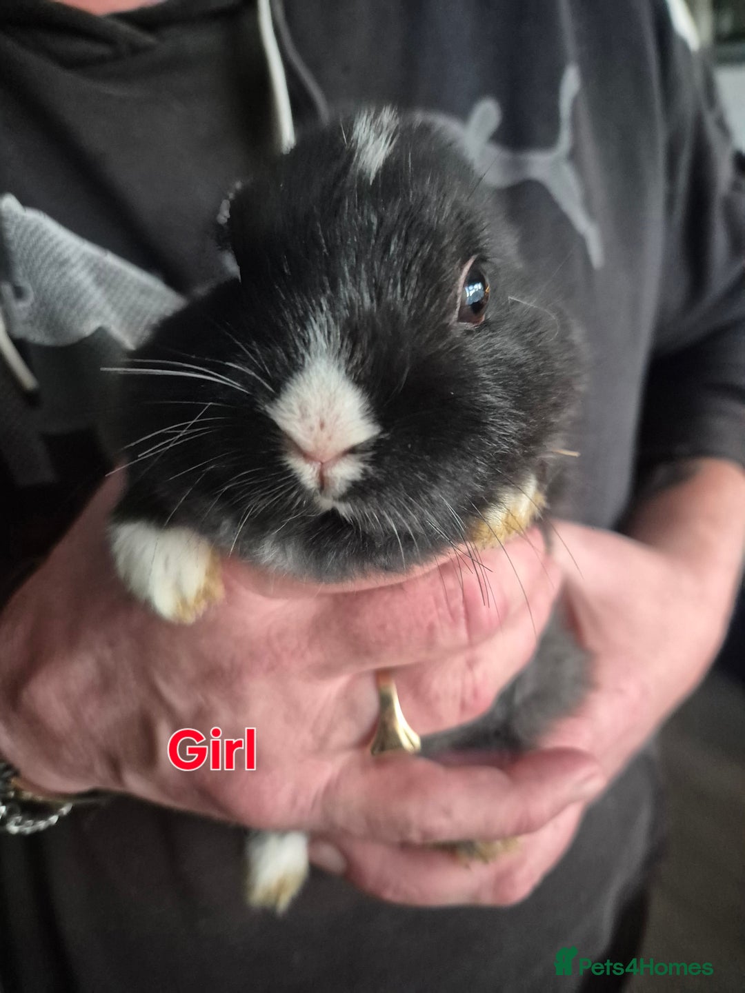 Mini Lion Lop rabbits for sale: Mini lop lion - Advert 7