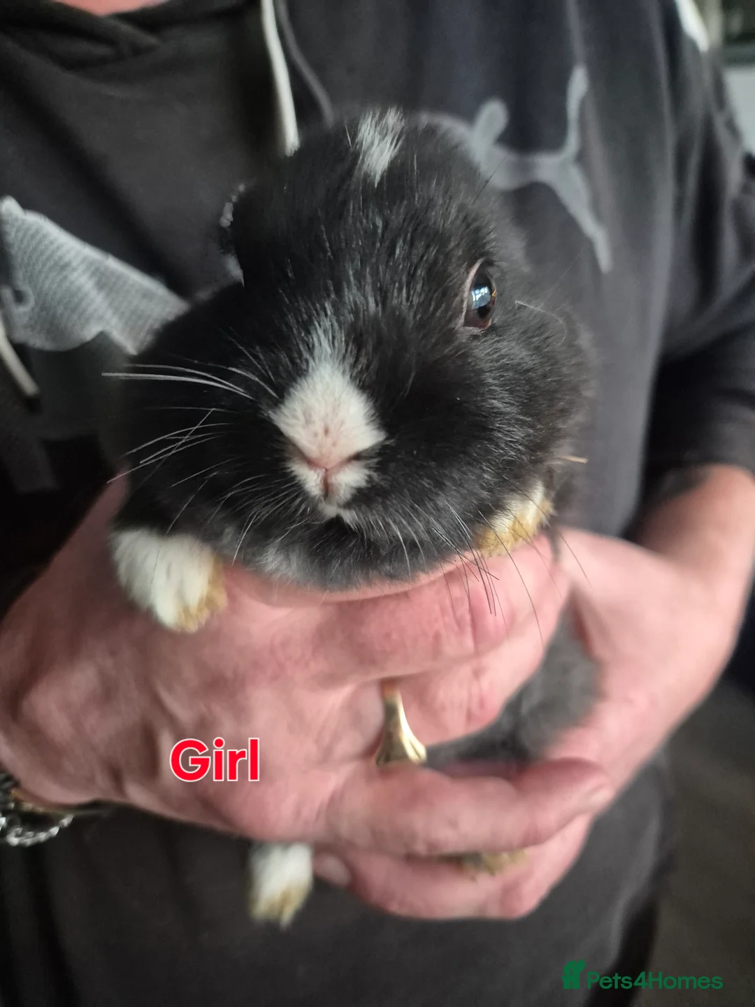 Mini Lion Lop rabbits for sale: Mini lop lion - Advert 13