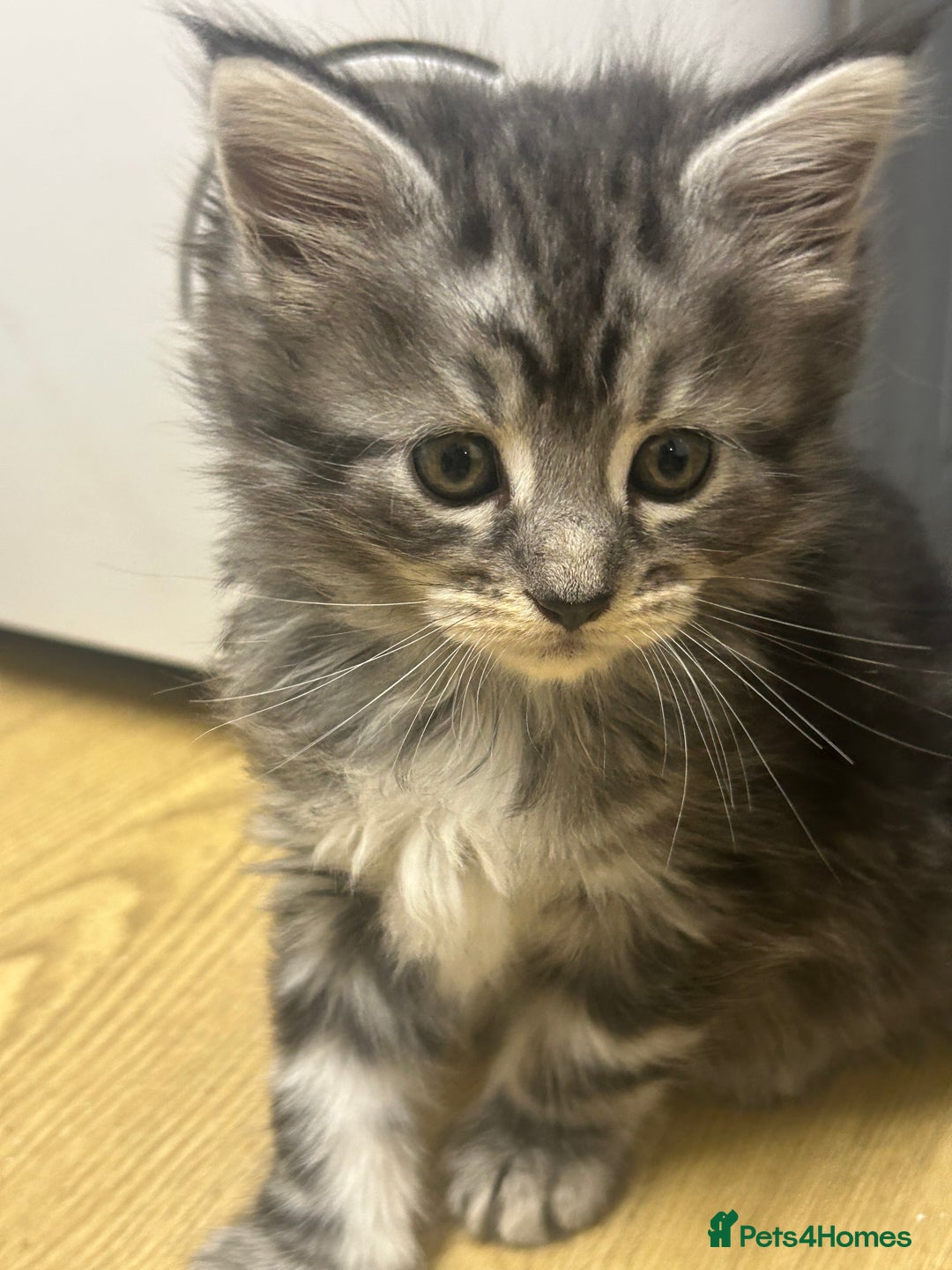 Mixed Breed cats for sale: Tabby cross Maine coon kittens   - Advert 8