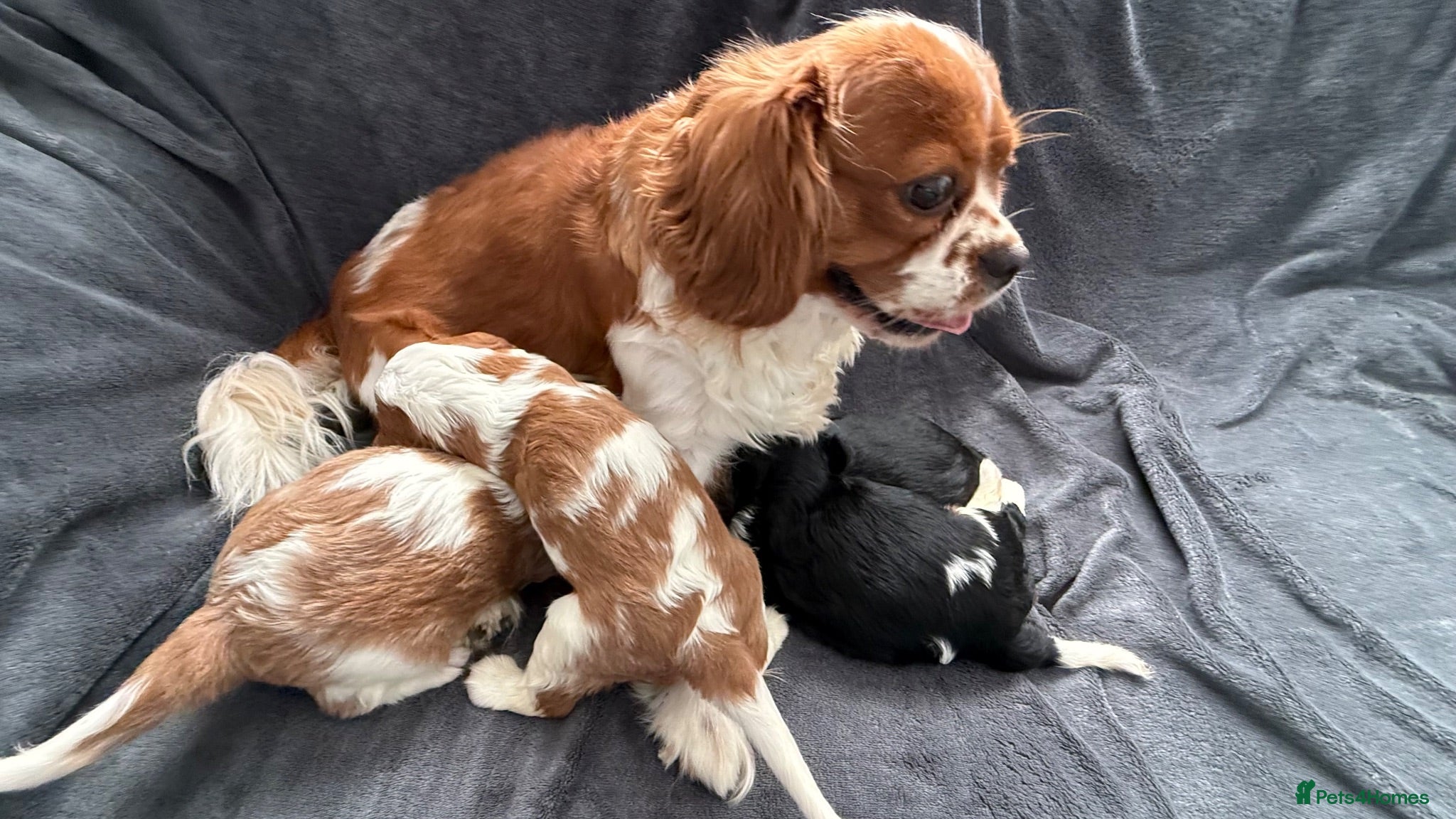 Cavalier King Charles Spaniel dogs Sweet RKCR Cavalier King Charles Spaniel Puppies - Advert 1