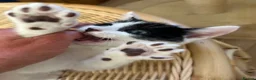Mixed Breed cats for sale: Unique Smart Kittens for Loving Homes  in Kilwinning - Advert 9