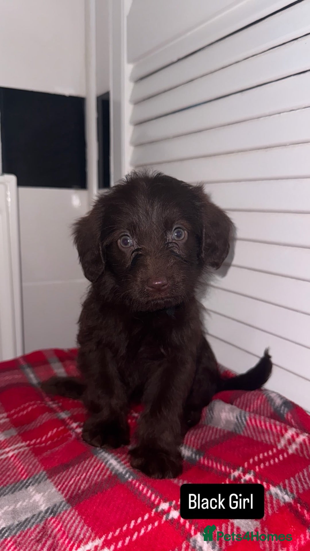 Labradoodle dogs for sale: Miniature Labradoodle Puppies  - Advert 20