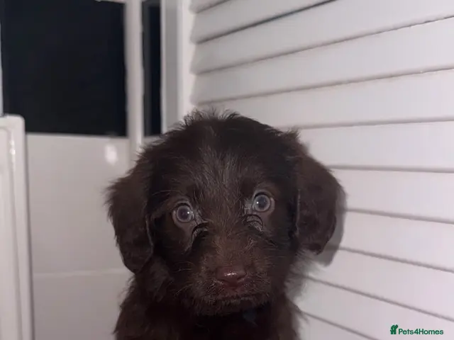 Labradoodle dogs for sale: Miniature Labradoodle Puppies - Advert 20
