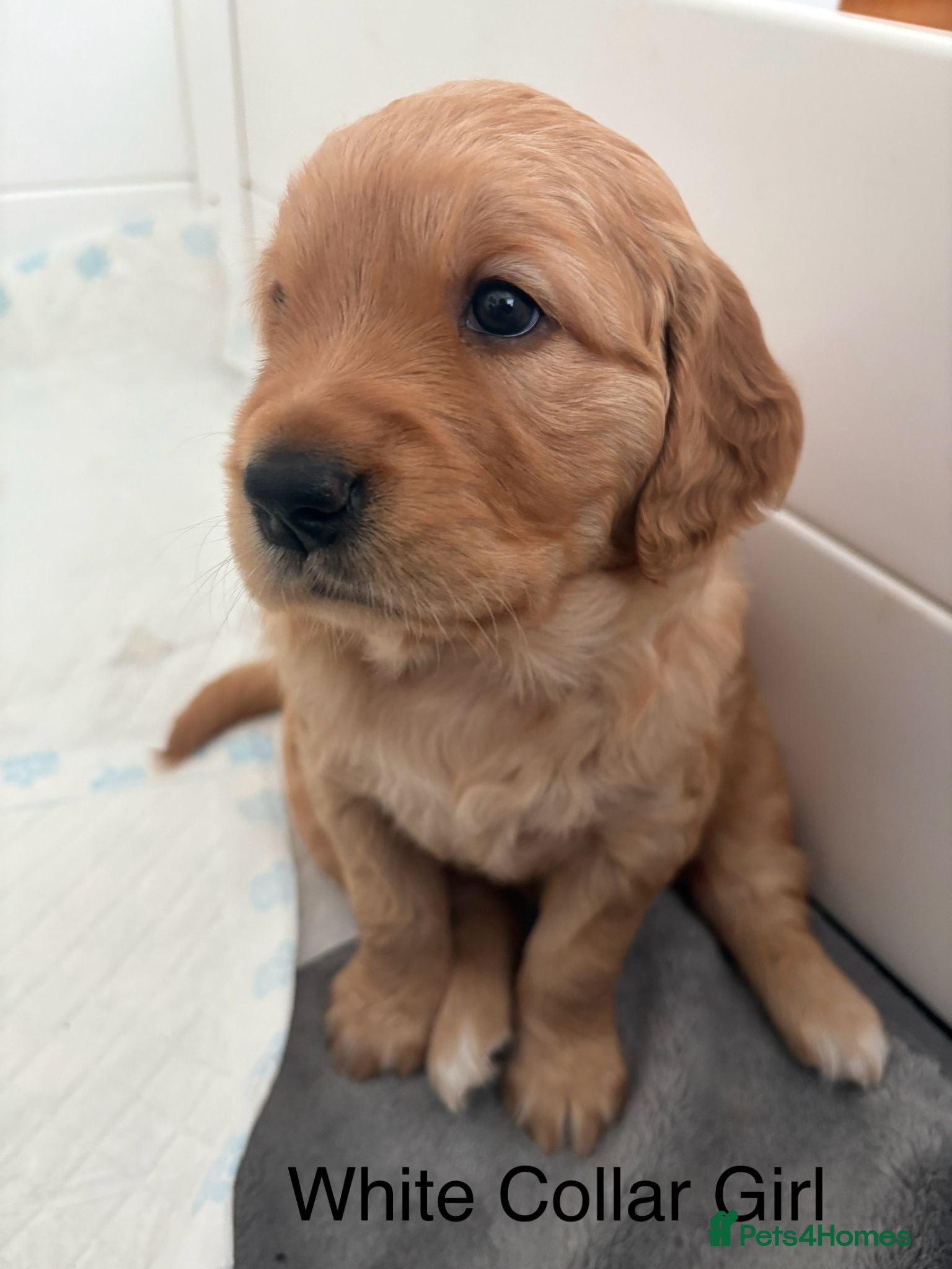 Golden Retriever dogs KC registered Golden Retriever Puppies - Advert 2