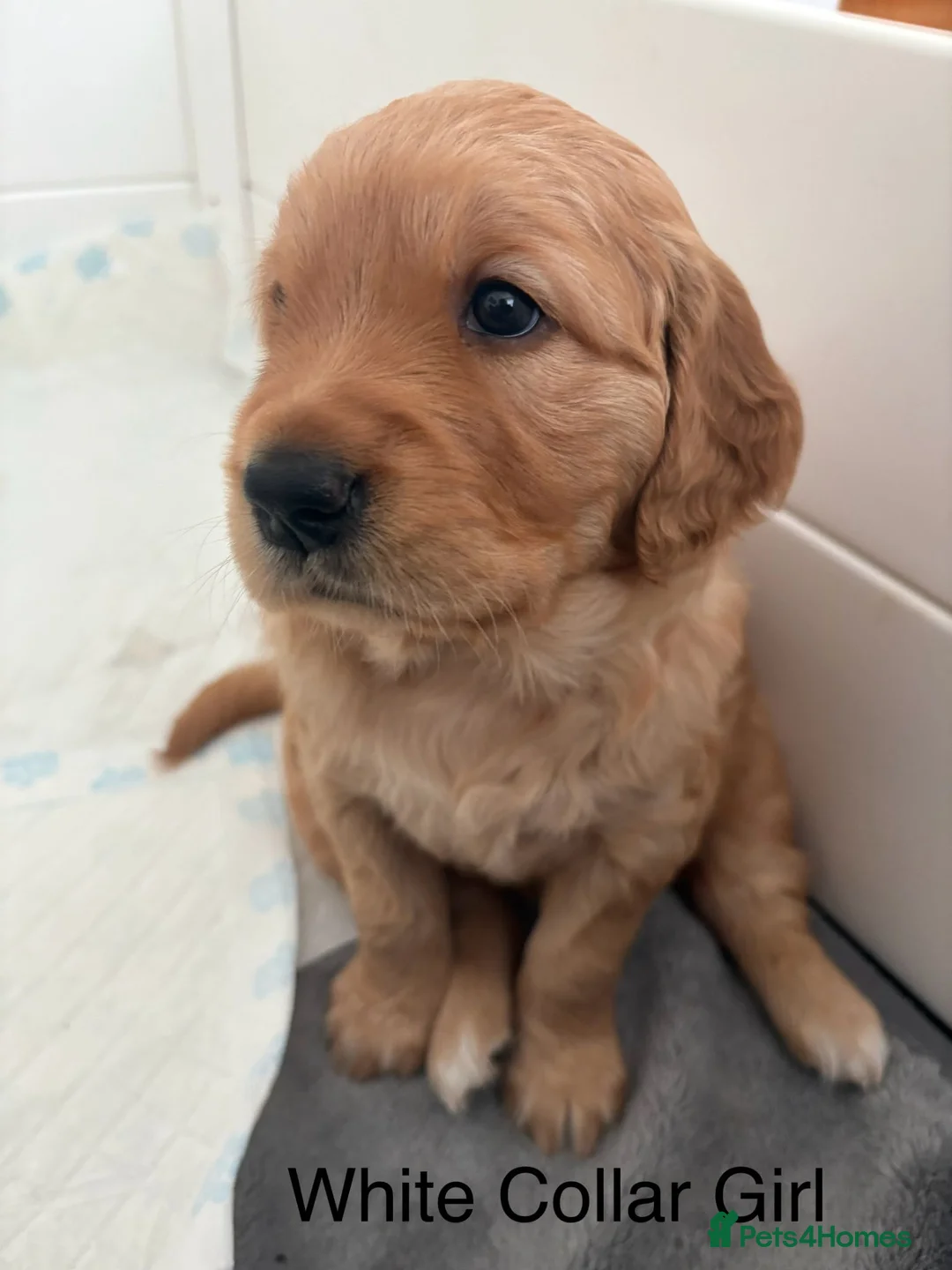 Golden Retriever dogs for sale: KC registered Golden Retriever Puppies - Advert 2