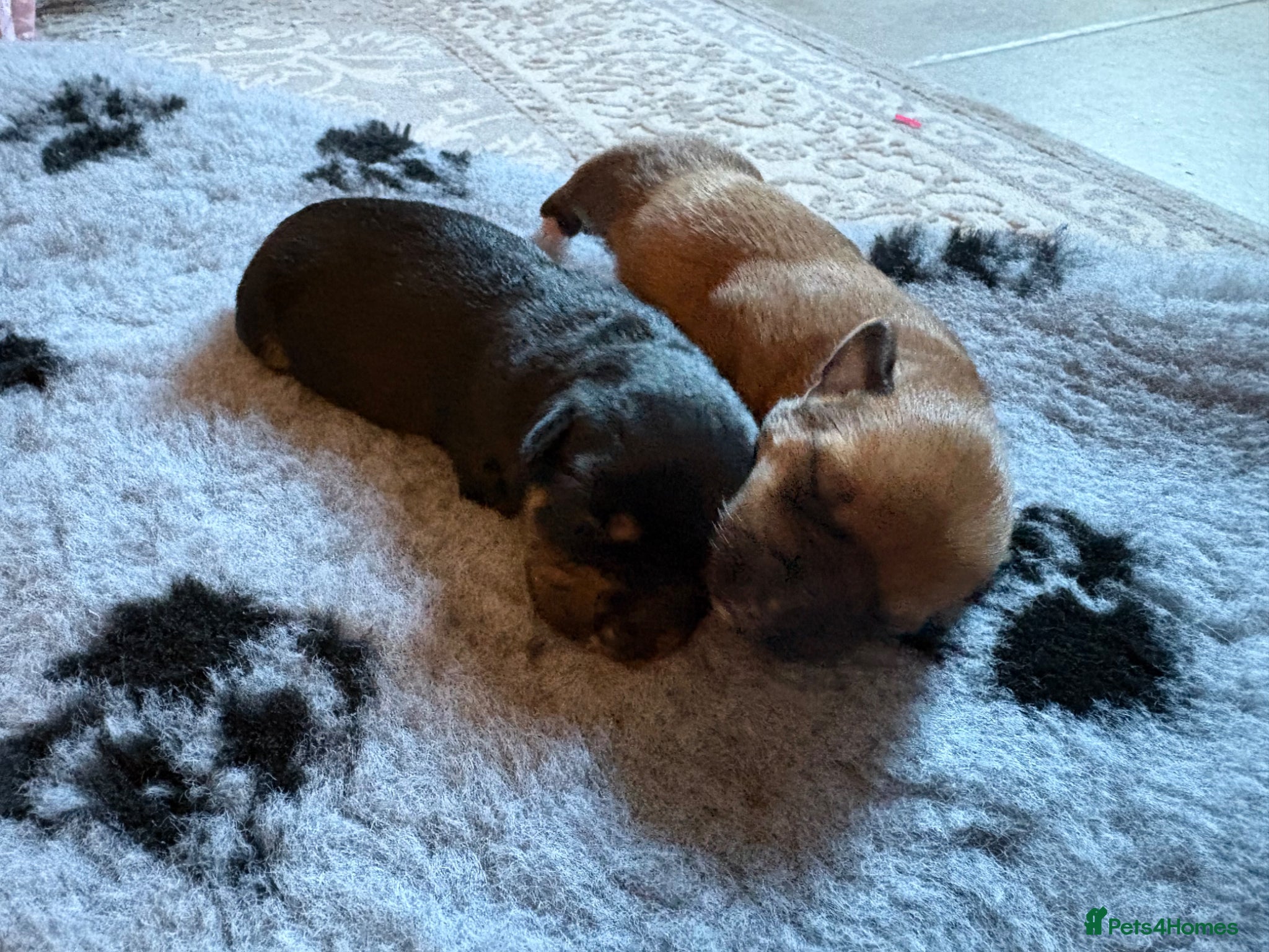 Jack Russell dogs Tan, Black and Tan puppies for sale  - Advert 2