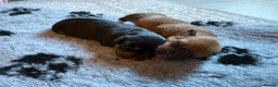 Jack Russell dogs for sale: Tan, Black and Tan puppies for sale  in Malton - Advert 1