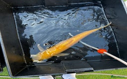 Koi Carp fish for sale: Japanese koi carp £100 each  - Image 37