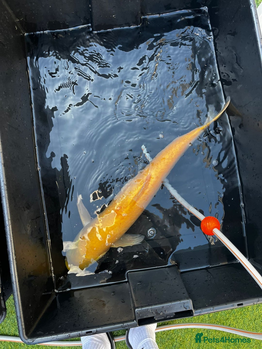 Koi Carp fish for sale: Japanese koi carp £100 each  - Image 37