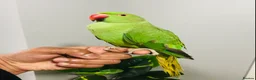 Ringnecks birds for sale: Beautiful hand tamed ringneck parrots for sale. - Advert 9