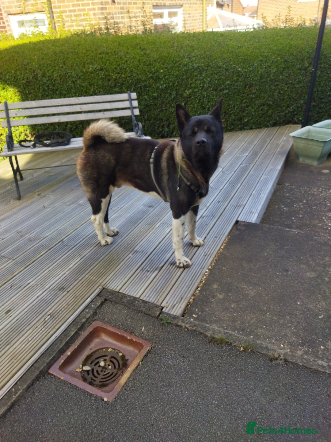 Akita dogs for stud: American Akita for Stud - Image 6