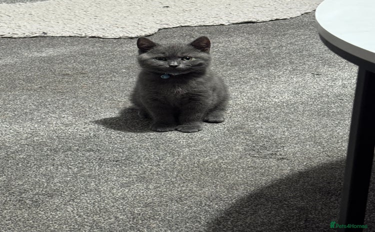 British Shorthair cats - Advert 12