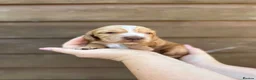 Cocker Spaniel dogs for sale: Beautiful Show Type Cocker Spaniels in Ongar - Advert 8